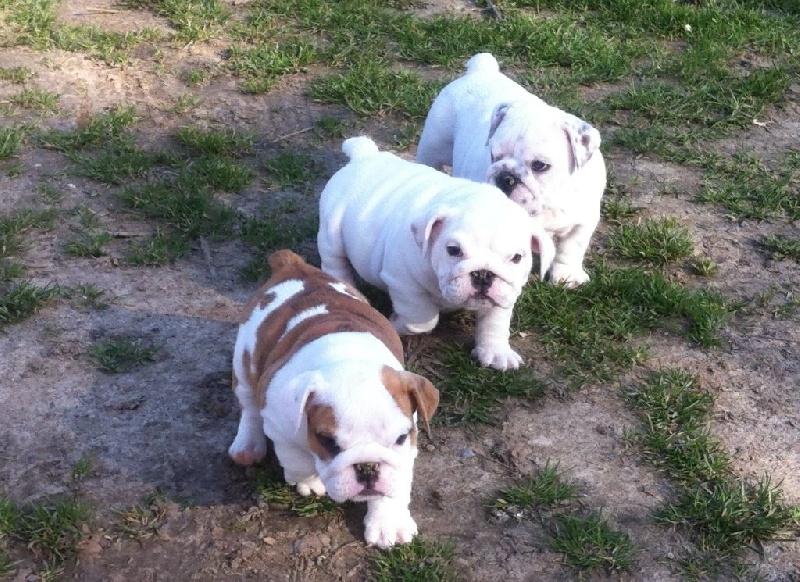 chiot Bulldog Anglais Du Royaume D'Ubac